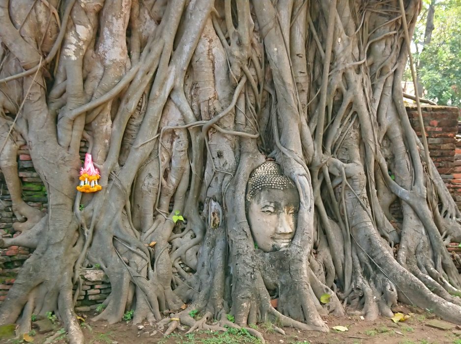 arbol