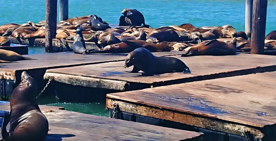 san francisco en dos dias leones marinos
