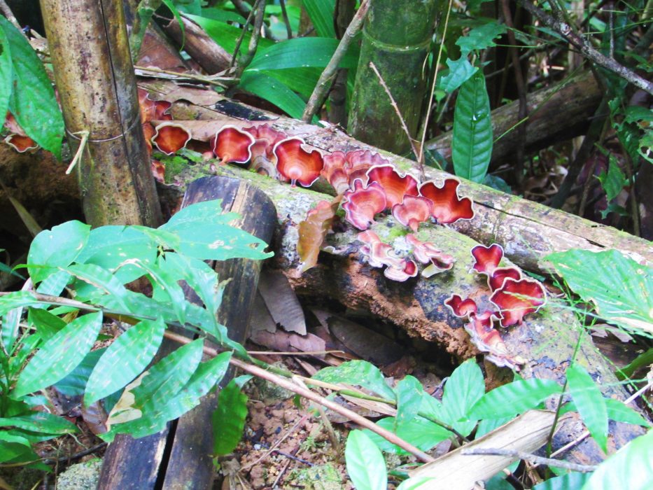 khao sok setas