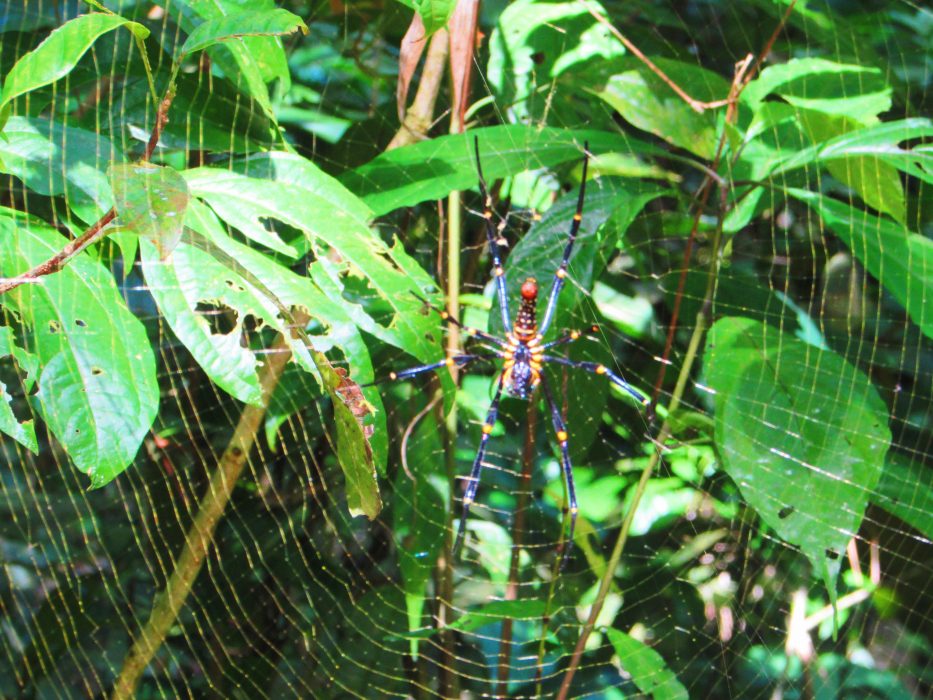 khao sok parque nacional khao sok