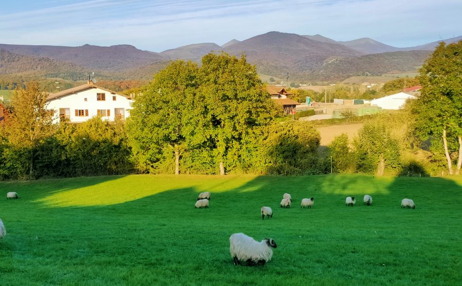 navarra