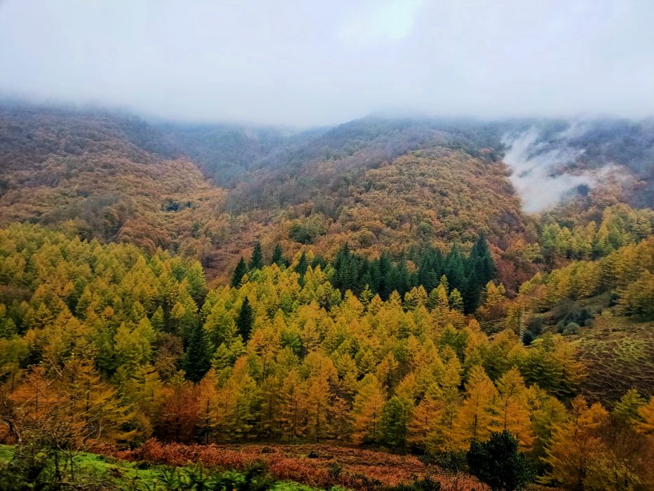 navarra