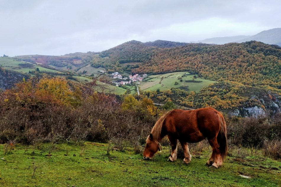 navarra