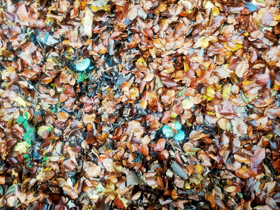 NAVARRA Y SU OTOÑO DE COLORES EN 4 DIAS