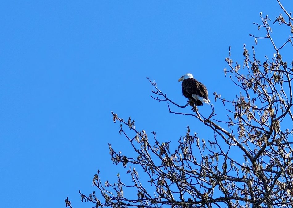 Aguila